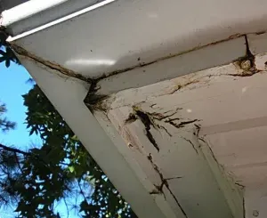 Fascia and Soffit Damage